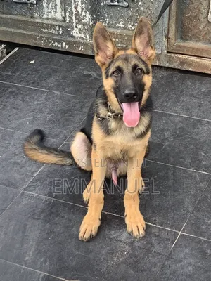 Purebred German Shepherd Puppy (3-6 Months)