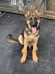 Purebred German Shepherd Puppy (3-6 Months) - 2