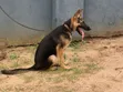 Purebred German Shepherd Puppy (3-6 Months) - 3