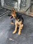 Purebred German Shepherd Puppy (3-6 Months) - 4