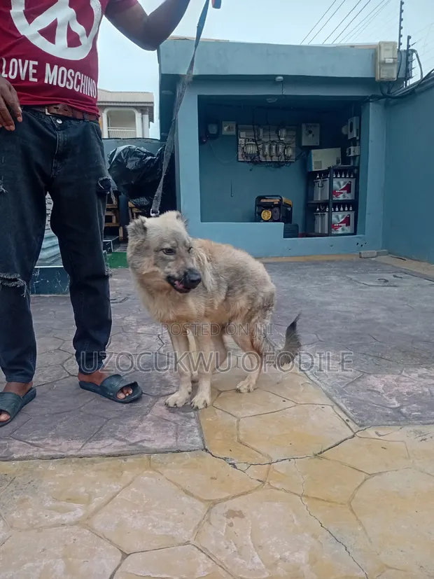 Purebred German Shepherd Puppy (3-6 Months) - 1
