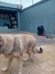 Purebred German Shepherd Puppy (3-6 Months) - 2