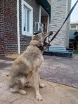 Purebred German Shepherd Puppy (3-6 Months) - 3