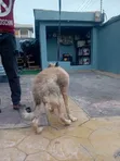 Purebred German Shepherd Puppy (3-6 Months) - 4