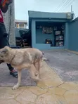 Purebred German Shepherd Puppy (3-6 Months) - 5