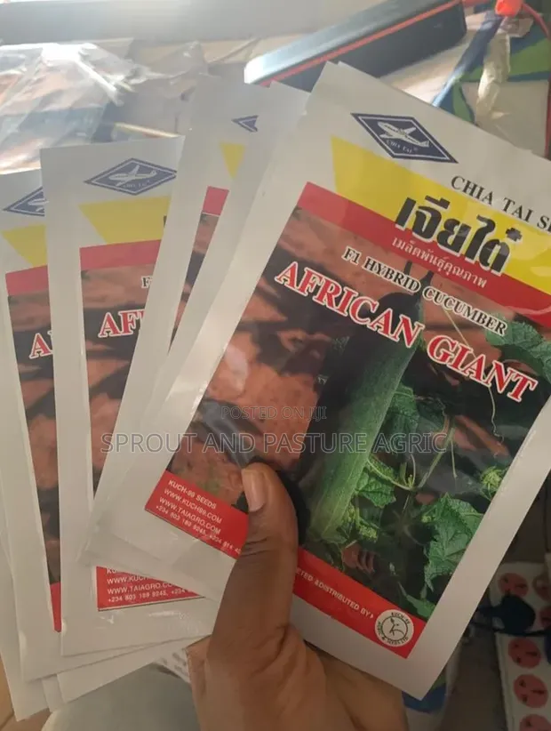 African Giant Cucumber Seeds - 50g - 1