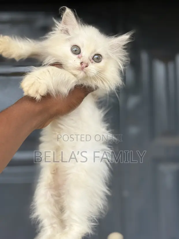 Purebred Persian Kitten - 1-3 Months Old - 1