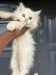 Purebred Persian Kitten - 1-3 Months Old - 1