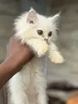 Purebred Persian Kitten - 1-3 Months Old - 2