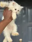 Purebred Persian Kitten - 1-3 Months Old - 3