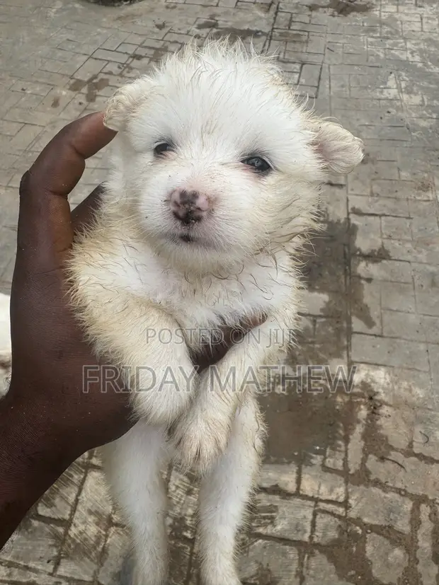 Purebred American Eskimo Puppy - 1-3 Months Old - 1