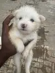 Purebred American Eskimo Puppy - 1-3 Months Old - 1
