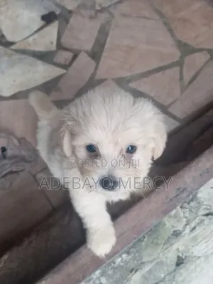 Female Purebred Lhasa Apso Puppy (0-1 Month)