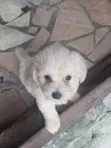 Female Purebred Lhasa Apso Puppy (0-1 Month) - 1