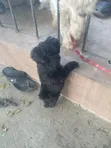 Female Purebred Lhasa Apso Puppy (0-1 Month) - 2