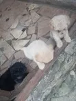Female Purebred Lhasa Apso Puppy (0-1 Month) - 3