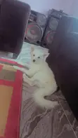 Female Purebred American Eskimo Puppy (3-6 Months) - 1