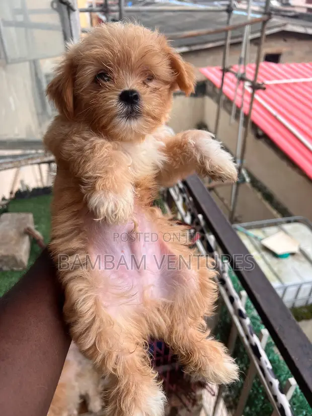 Purebred Lhasa Apso Puppy - 1-3 Months Old - 1