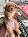 Purebred Lhasa Apso Puppy - 1-3 Months Old - 1