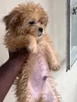 Purebred Lhasa Apso Puppy - 1-3 Months Old - 2