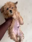 Purebred Lhasa Apso Puppy - 1-3 Months Old - 3