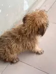 Purebred Lhasa Apso Puppy - 1-3 Months Old - 4