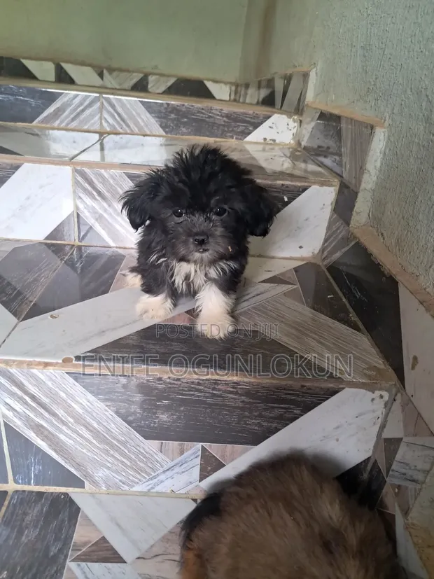 Purebred Lhasa Apso Puppy - Wata 1-3 Da Hanta - 1