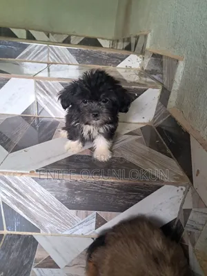 Purebred Lhasa Apso Puppy - 1-3 Months Old