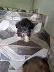 Purebred Lhasa Apso Puppy - Wata 1-3 Da Hanta - 1