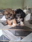 Purebred Lhasa Apso Puppy - Wata 1-3 Da Hanta - 2