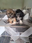 Purebred Lhasa Apso Puppy - Wata 1-3 Da Hanta - 3