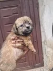 Purebred Lhasa Apso Puppy - Wata 1-3 Da Hanta - 4