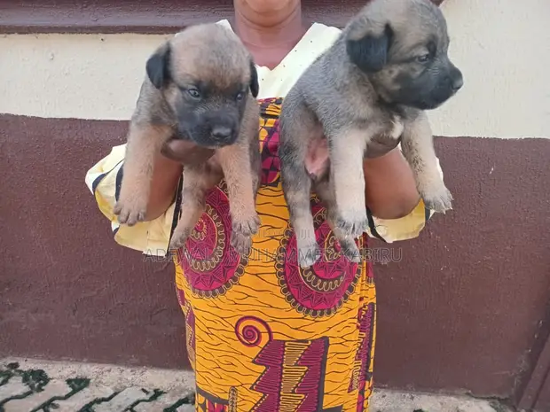 Female German Shepherd Mix Puppy (0-1 Month) - 1