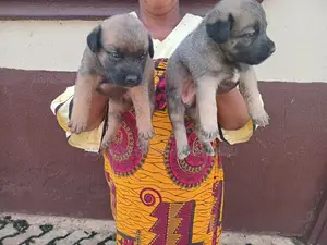 Female German Shepherd Mix Puppy (0-1 Month)