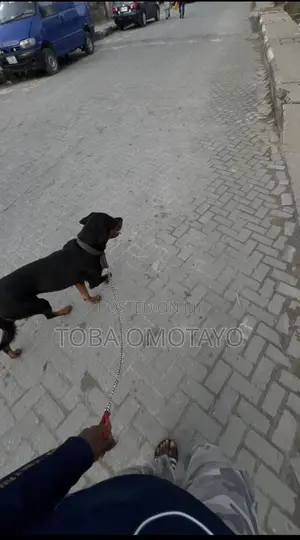 Purebred Rottweiler Male, 1+ Year
