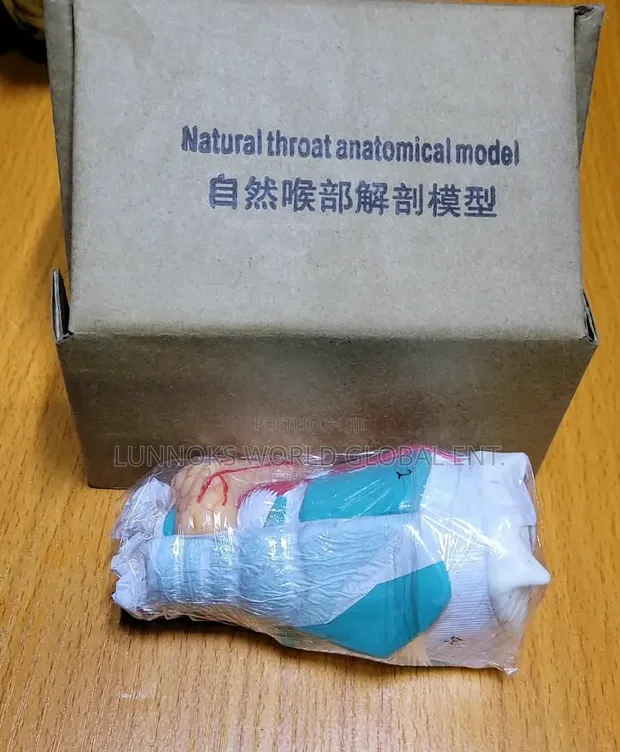Natural Throat Anatomical Model - 1