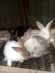 Weaner Rabbits for Sale - 1