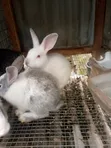Weaner Rabbits for Sale - 2