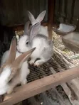 Weaner Rabbits for Sale - 3