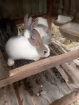 Weaner Rabbits for Sale - 4