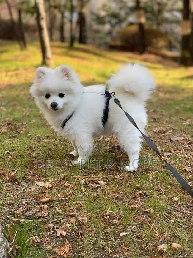 Purebred American Eskimo Puppy (1-3 Months) - 1