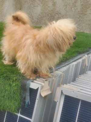 Purebred Lhasa Apso - Male, 1+ Year
