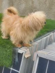 Purebred Lhasa Apso - Male, 1+ Year - 1