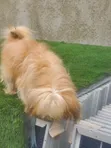 Purebred Lhasa Apso - Male, 1+ Year - 2