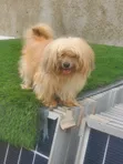 Purebred Lhasa Apso - Male, 1+ Year - 3