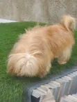 Purebred Lhasa Apso - Male, 1+ Year - 4