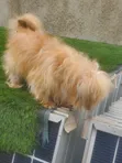 Purebred Lhasa Apso - Male, 1+ Year - 5