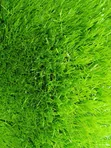 Artificial Grass 50mm - Bulk Available - 1