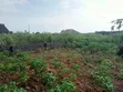 Half Plot for Sale @ Peace Avenue, Arobieye - 1