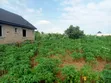 Half Plot for Sale @ Peace Avenue, Arobieye - 2